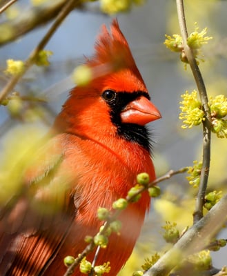Cardinal Bird Cardinal Bird
